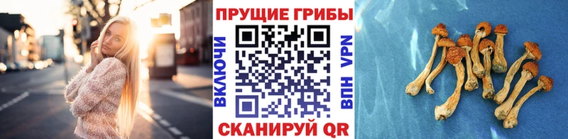 Галлюциногенные грибы мицелий  ссылка на мегу как зайти  Нелидово 